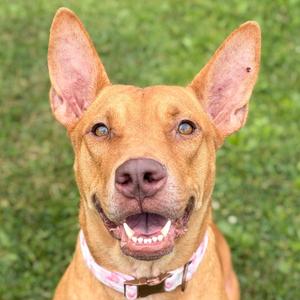 Gwaltney, Pit Bull Terrier, adult, available for adoption