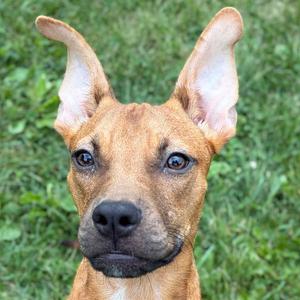 Tator, Pit Bull Terrier, adult, available for adoption