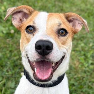 Hank, Terrier, adult, available for adoption