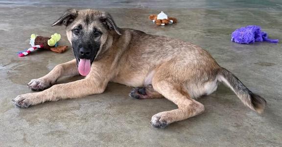 A brown and black dog lying on a concrete floor with its tongue out, surrounded by toys.