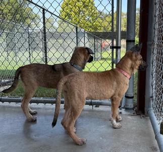 Jam, Shepherd / Mixed Breed, young, available for adoption