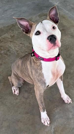 A brown and white pit bull terrier with a pink collar sitting on a concrete floor.