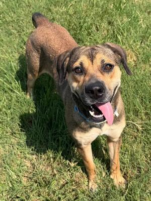Tangerine, Boxer / Mixed Breed, adult, available for adoption