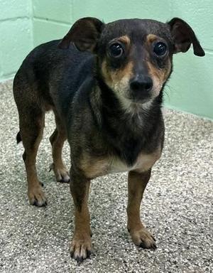 Miguel, Chihuahua / Mixed Breed, adult, available for adoption