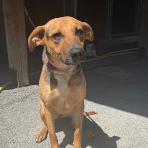 Dixie, Hound, adult, available for adoption