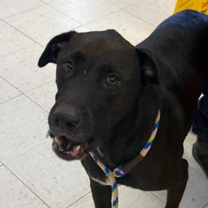 Hondo, Retriever, Black Labrador, puppy, available for adoption
