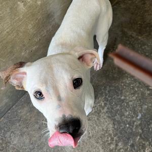 A white dog with a pink tongue sticking out, looking up at the camera.