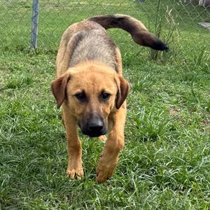 A medium-sized, tan-colored dog with dark brown markings on its face and tail walks towards the camera on a grassy lawn with a wire fence in the background.