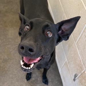Cleopatra, Shepherd, adult, available for adoption