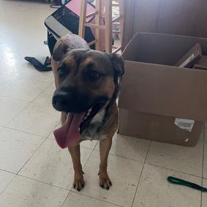 Curry, Shepherd, adult, available for adoption