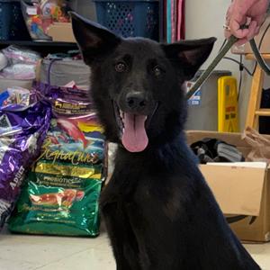Anubis, Husky, Siberian, adult, available for adoption