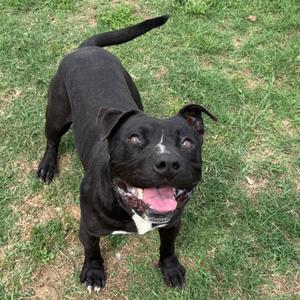 A happy black pit bull mix dog with a white marking on its nose and chest, standing on green grass with its tongue out.