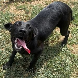 Hope, Retriever, Labrador, young, available for adoption
