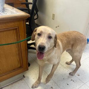 Dakota, Retriever, Yellow Labrador, adult, available for adoption