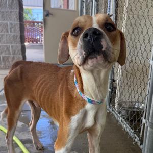 Ignis, Boxer, adult, available for adoption