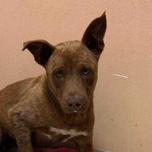 Duke, Catahoula Leopard Dog, young, available for adoption