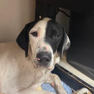 Doon, Pointer, German Shorthaired, adult, available for adoption