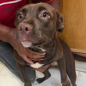 Dirt, Mixed Breed (Medium), young, available for adoption