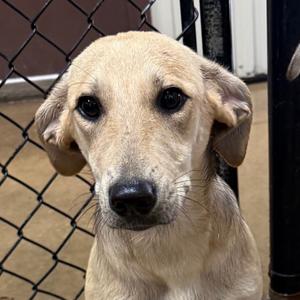 Louise, Shepherd, young, available for adoption