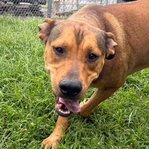 Ezra, Shepherd, adult, available for adoption