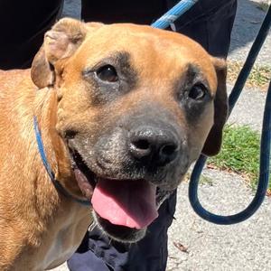 Dot, Mountain Cur, adult, available for adoption