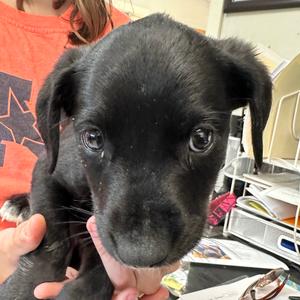 Chief, Retriever, Labrador, adult, available for adoption