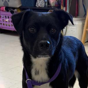 Fletcher, Terrier, adult, available for adoption