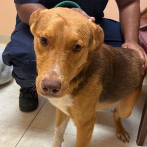 Krillin, Coonhound, adult, available for adoption
