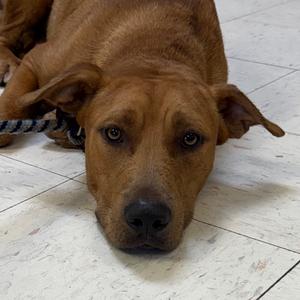 Freeway, Retriever, Labrador, adult, available for adoption