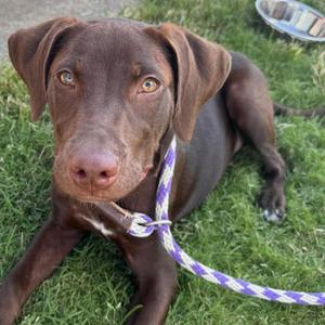 A brown dog with a purple and white leash lying on grass