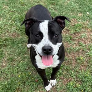 Jade, Terrier, Pit Bull, adult, available for adoption