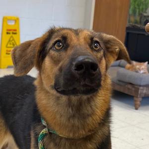 Carmen, Shepherd, German, adult, available for adoption