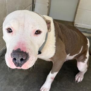 Bosco, Terrier, American Pit Bull, adult, available for adoption