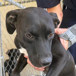 Dallas, Retriever, Black Labrador, puppy, available for adoption
