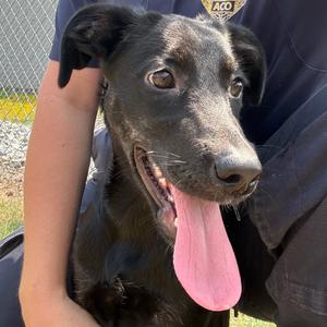 Brylee, Retriever, Labrador, puppy, available for adoption