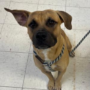 Bounty, Boxer, adult, available for adoption