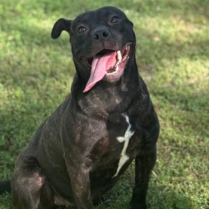 A black dog with a white patch on its chest sitting on grass, looking up with its mouth open and tongue out.