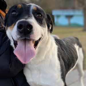 Damon, Hound, adult, available for adoption