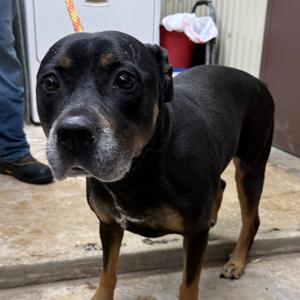 Ellie, Shepherd, adult, available for adoption