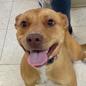 Brinn, Mixed Breed (Medium), adult, available for adoption