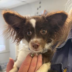 Brentley, Papillon, young, available for adoption