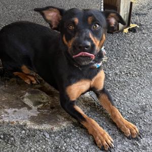 Ciercie, Shepherd, adult, available for adoption