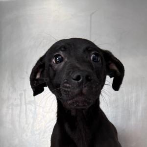 Fitz, Retriever, Black Labrador, young, available for adoption