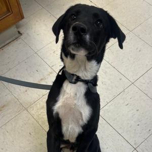 Douglass, Retriever, Black Labrador, young, available for adoption