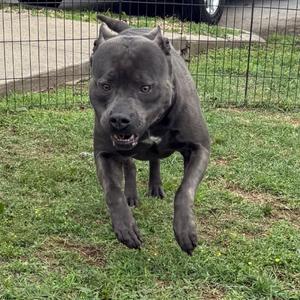 A grey pitbull dog running on grass with a fence in the background.