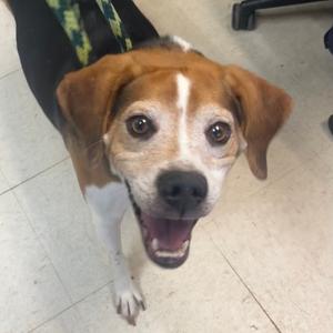 Collan, Beagle, adult, available for adoption