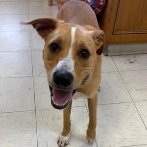 Dexter, Shepherd, adult, available for adoption