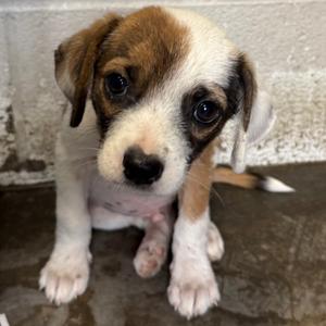 David, Mixed Breed (Medium), puppy, available for adoption
