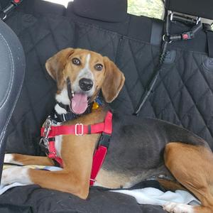 Carly, Hound, adult, available for adoption