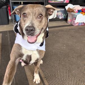 Athena, Terrier, American Staffordshire, senior, available for adoption
